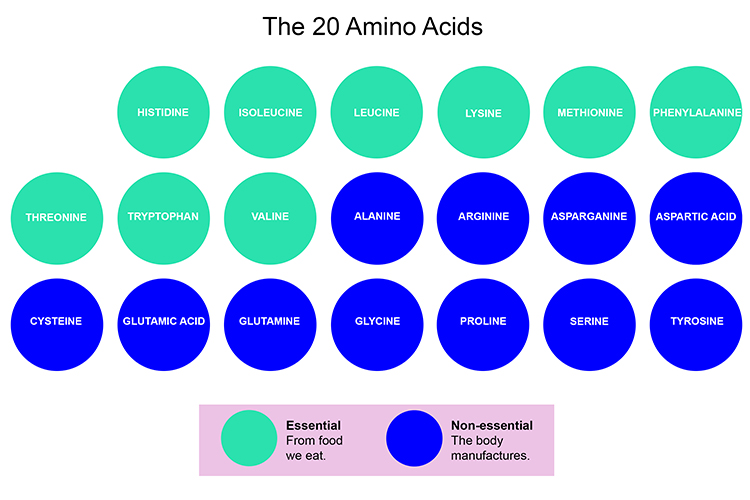 An info graphic containing all twenty acids that are essential and non essential to a human